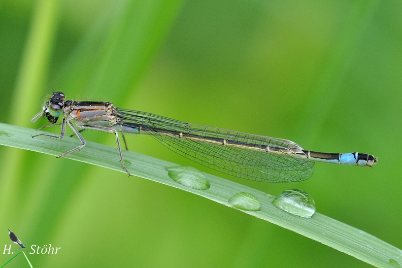 Große Pechlibelle (Ischnura elegans)